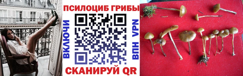 Галлюциногенные грибы Psilocybine cubensis  купить   Ишим 